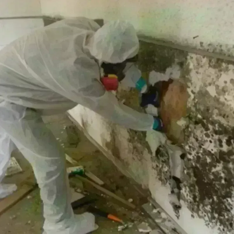 Mold Remediation and Removal in Deep River Center, CT